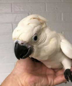 Sulphur Crested Cockatoo Baby Parrots