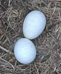 Eagle Eggs