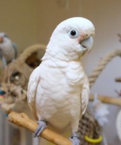 White Cockatoo parrot