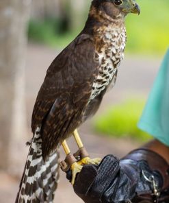 Collared Forest-falcon Micrastur semitorquatus