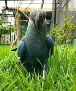 Spixs Macaw Parrot