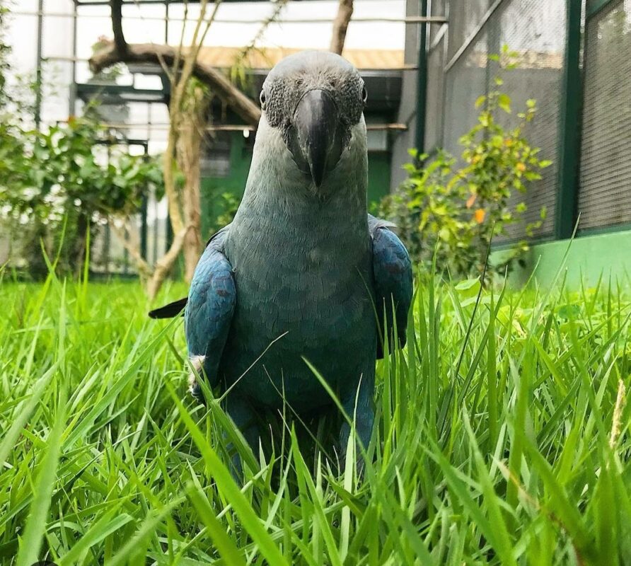 "Spix's Macaw Parrots perched on a branch, showcasing their vibrant blue feathers and distinctive yellow accents. Known for their rarity and beauty, these exotic birds are native to Brazil and are a symbol of wildlife conservation efforts. Ideal for bird enthusiasts and collectors."