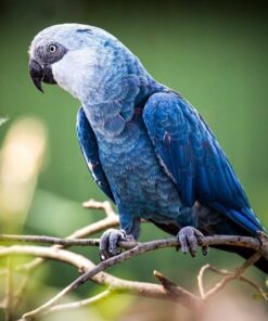 Spixs Macaw Parrot