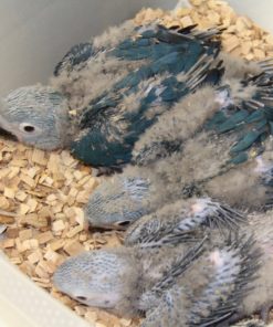 Spixs Macaw Baby Parrots