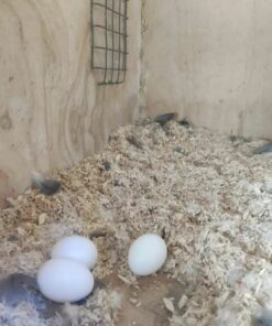 Fertile Hybrid Macaw Eggs