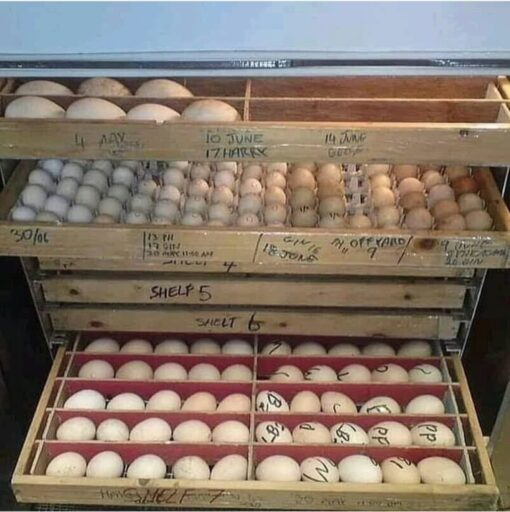 "High-quality Umbrella Cockatoo parrot eggs for sale, ideal for hatching and breeding. These fertile eggs are sourced from healthy, well-cared-for Umbrella Cockatoos. Perfect for avian enthusiasts and bird farms looking to incubate and raise these intelligent and friendly parrots. Available for shipping to various locations worldwide."