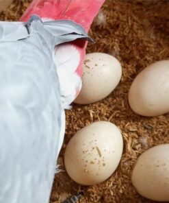 Timneh African Grey Parrot Eggs