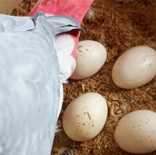 "Timneh African Grey Parrot Eggs for sale – High-quality, fertile eggs for breeding Timneh African Grey Parrots. Ensure healthy hatchlings with these premium eggs, perfect for aviculturists and bird enthusiasts. Safe shipping worldwide."
