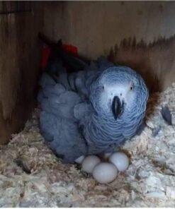 Congo African Grey Parrot Eggs