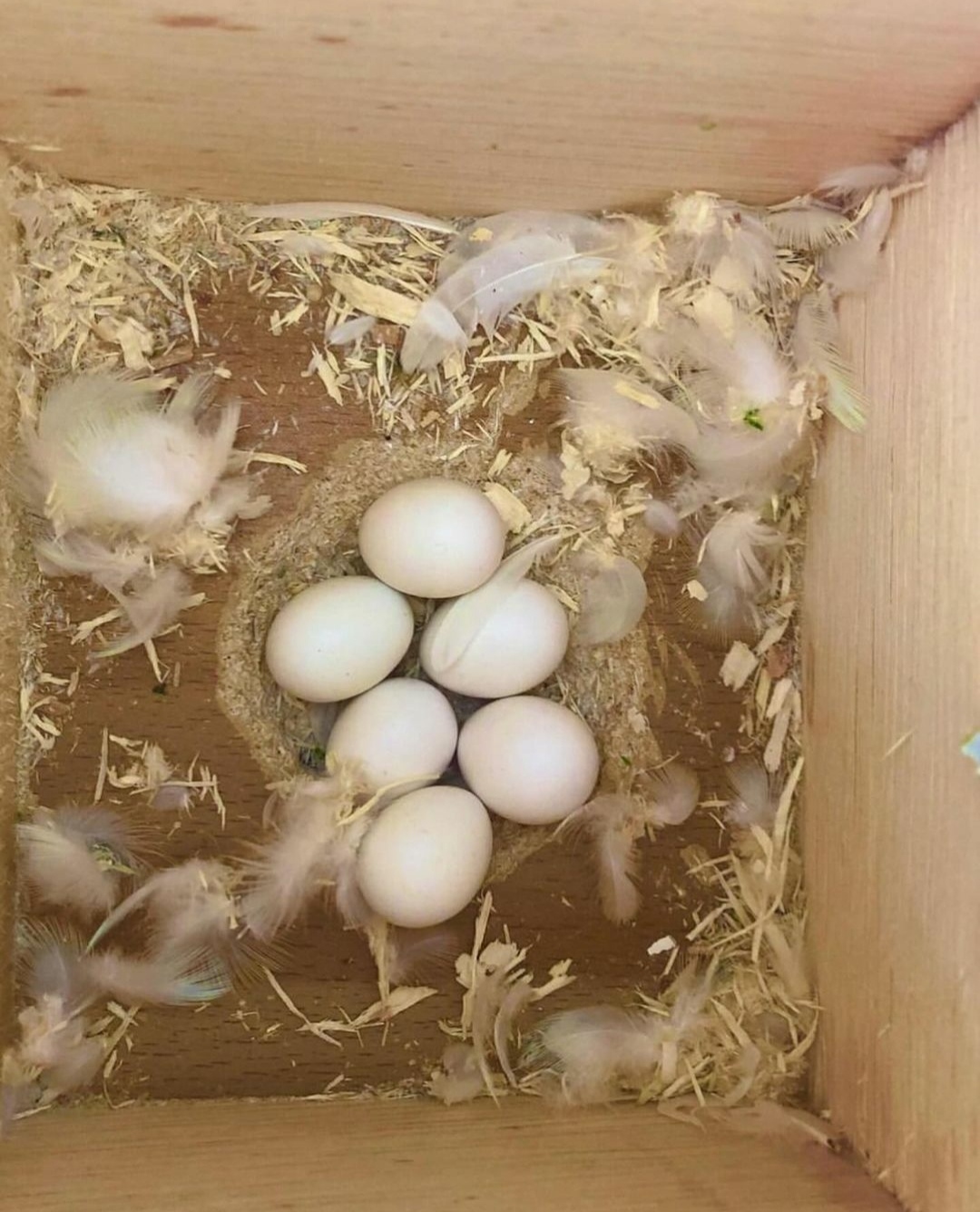 "Close-up image of Moluccan Cockatoo parrot eggs in a nest, featuring smooth white shells, ideal for bird breeders and exotic parrot enthusiasts. Perfect for incubators. High-quality Moluccan Cockatoo eggs available for sale."