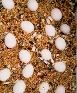 Spix macaw parrot eggs for sale