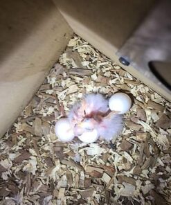 Timneh African Grey Parrot Eggs