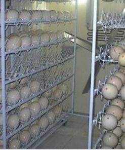 Umbrella Cockatoo Eggs