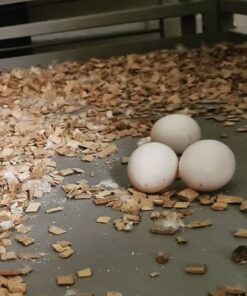 Solomon Island Eclectus Eggs