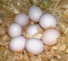 California condor (Gymnogyps californianus) Eggs