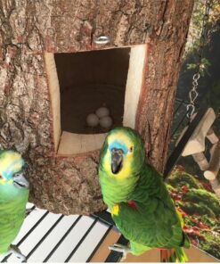 Double Yellow Head Amazon Parrot Eggs