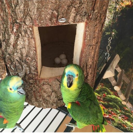 "Fertile parrot eggs carefully placed in a soft nesting material, ready for incubation."