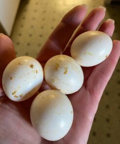 Pionus Parrot Eggs