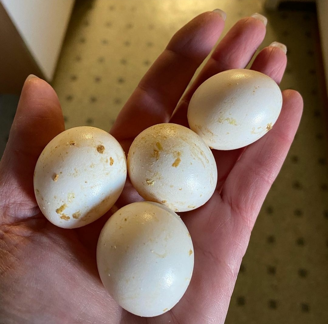 "Fresh and fertile Pionus parrot eggs for sale, ideal for incubation and hatching. Perfect for bird breeders and parrot enthusiasts. Guaranteed fertility with proper handling and care. Order now for worldwide shipping!"