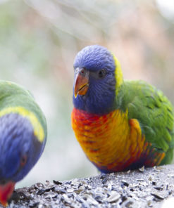 Eclectus Baby Parrots