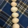 "Fresh and fertile Green Thighed Caiques eggs available for hatching, perfect for exotic bird enthusiasts and breeders. High-quality eggs with excellent incubation potential."
