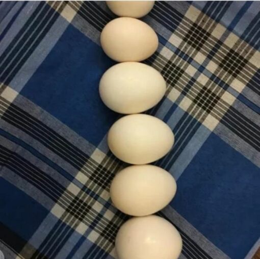 "Fresh and fertile Green Thighed Caiques eggs available for hatching, perfect for exotic bird enthusiasts and breeders. High-quality eggs with excellent incubation potential."