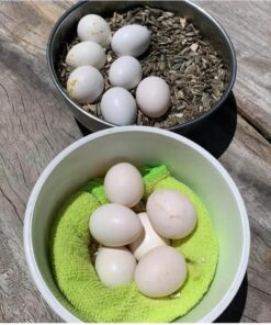Quakers Parrot Eggs