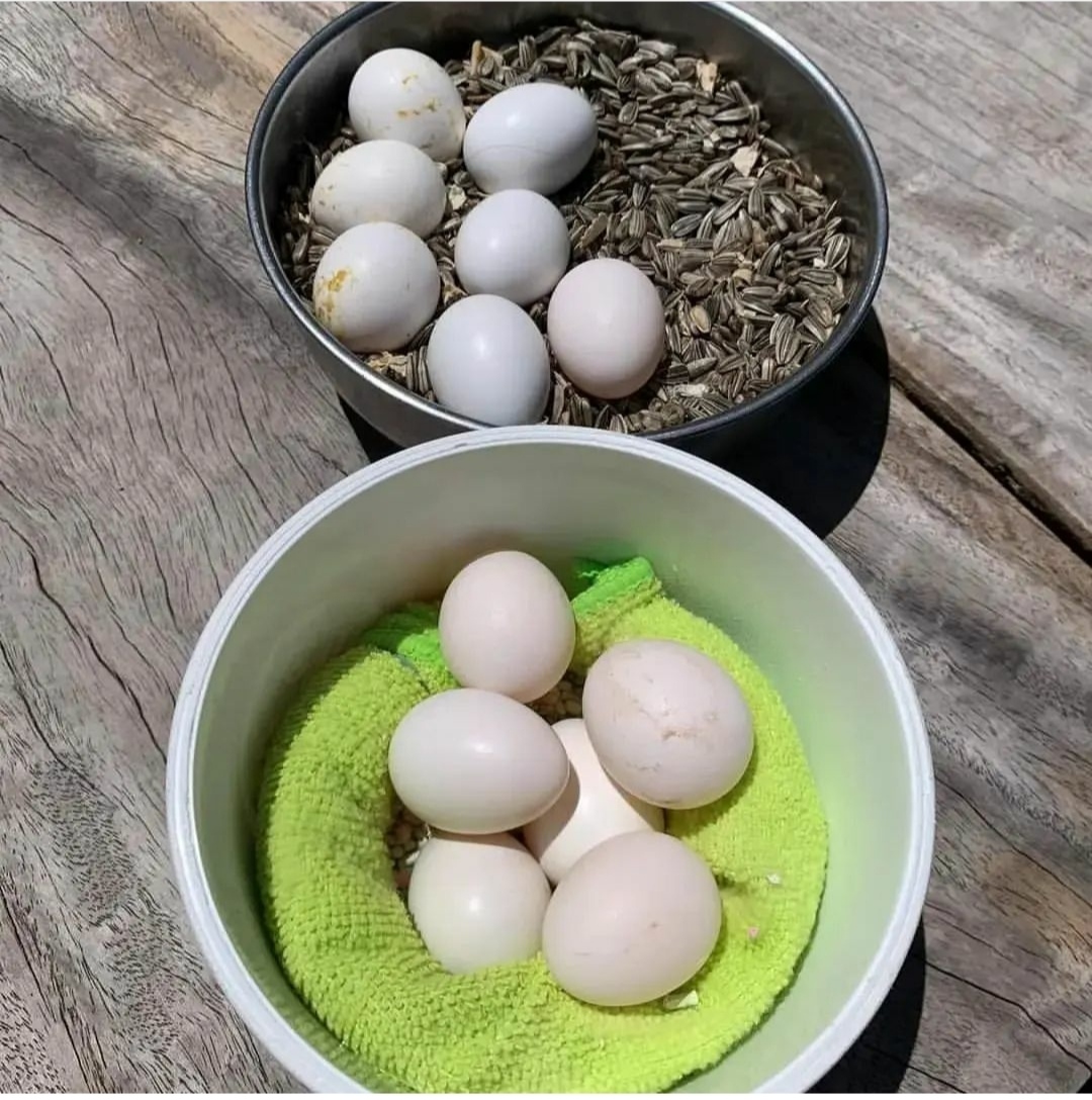 "Fresh Quaker Parrot Eggs for Sale – High-quality, fertile eggs ideal for incubation and breeding. Perfect for parrot enthusiasts and bird farmers. Worldwide shipping available. Order now!"