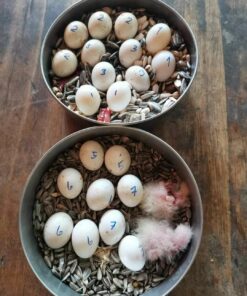 Mutation Buffon Macaw Parrot Eggs
