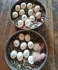 Mutation Buffon Macaw Parrot Eggs