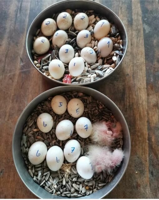 "High-quality Mutation Buffon Macaw Parrot Eggs for sale, ideal for breeding and incubating exotic macaws. These fertile eggs are sourced from healthy, well-cared-for Buffon Macaws, ensuring strong, vibrant offspring. Perfect for avian enthusiasts and breeders looking to expand their collection of rare and beautiful parrots. Available for purchase with secure shipping options."
