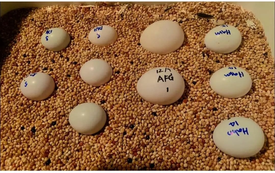 "Fertile Harris Hawk Bird Eggs for Sale – Healthy, high-quality eggs ideal for breeding majestic Harris Hawks. Available for safe and reliable worldwide shipping."