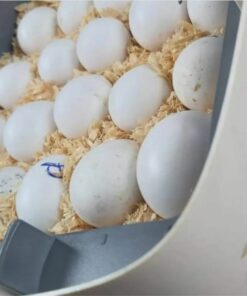 Gang Gang Cockatoo Parrot Eggs