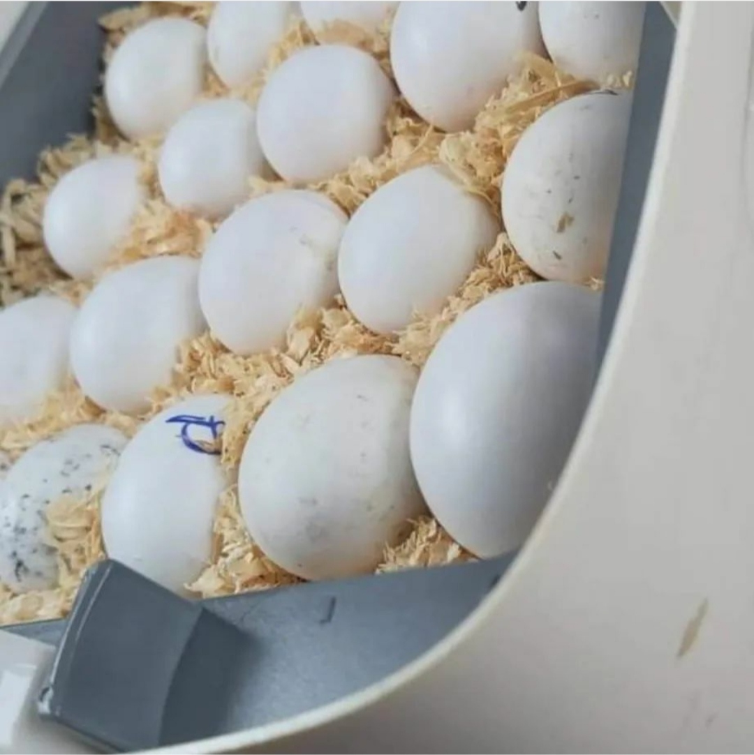 "Premium-quality Gang Gang Cockatoo Parrot Eggs for sale – carefully sourced and ideal for breeding programs or wildlife enthusiasts. Worldwide shipping available!"