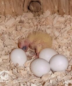 Caique Parrot Eggs