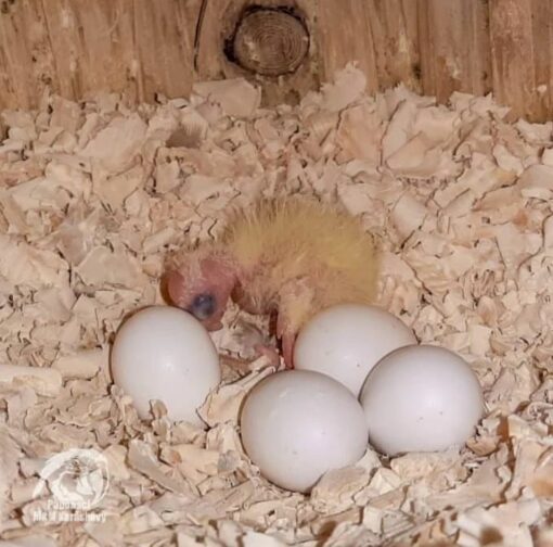 "Fertile parrot eggs carefully placed in a soft nesting material, ready for incubation."
