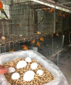 Eclectus Bird Eggs