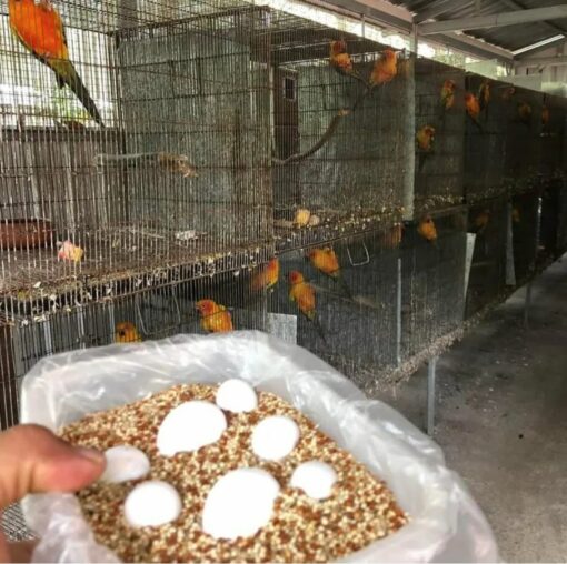 "Premium-quality Fertile eggs for sale – carefully sourced and ideal for breeding programs or wildlife enthusiasts. Worldwide shipping available!"