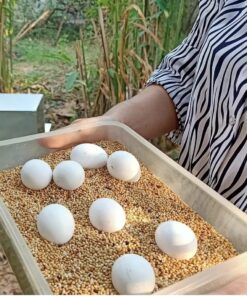 Rose Breasted/Galah Cockatoo Parrot  Eggs