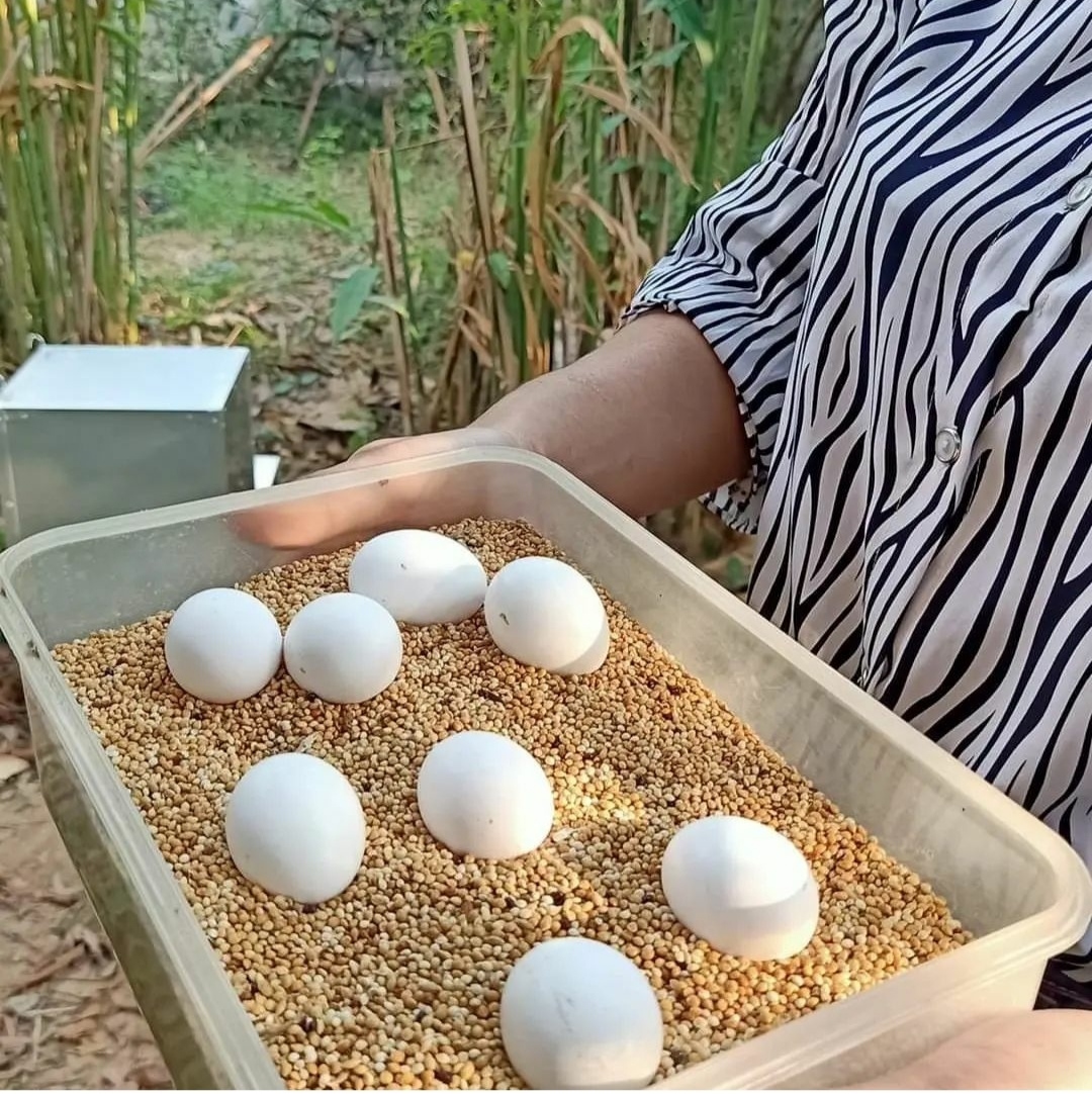 "Rose Breasted Galah Cockatoo Parrot eggs for sale – premium quality fertile eggs from healthy, well-cared-for birds. Perfect for incubation or hatching in aviaries, ideal for breeders and bird enthusiasts. Shop now for high-quality, organic eggs to raise healthy Galah Cockatoos."