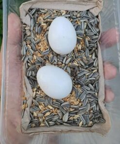 Black palm Cockatoo Parrot Eggs