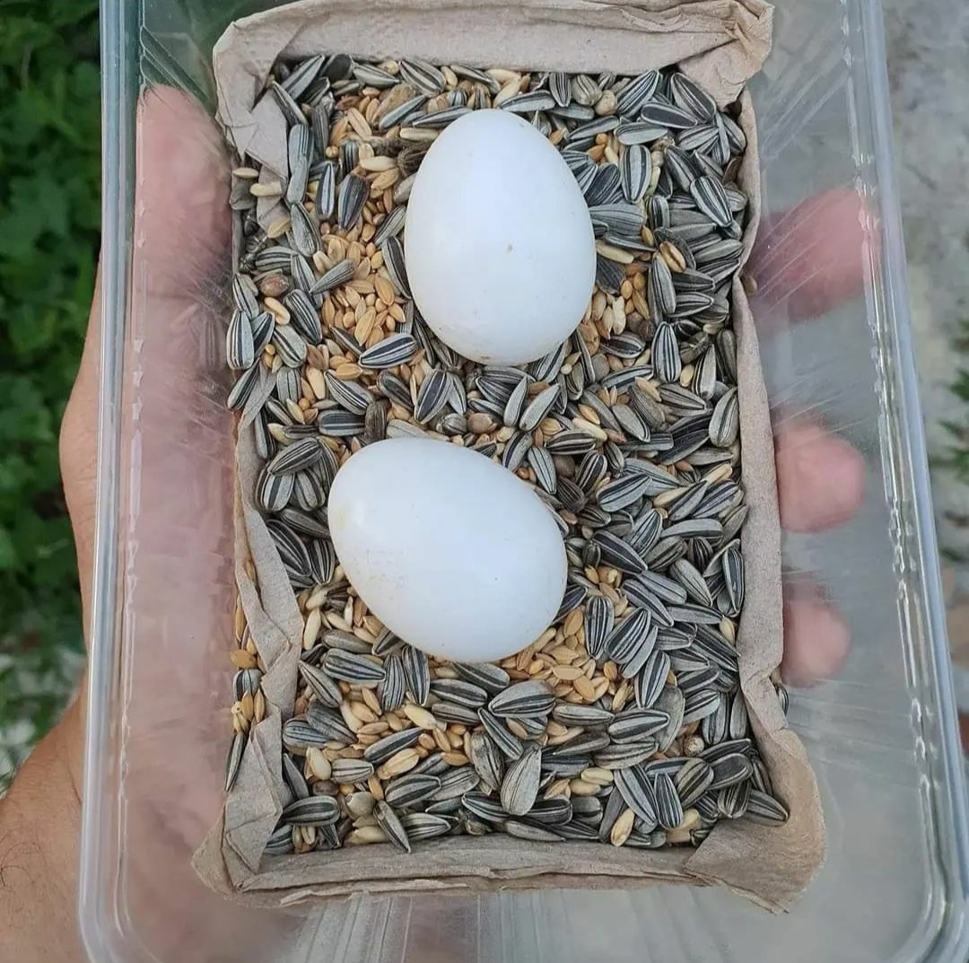 "Fertile parrot eggs carefully placed in a soft nesting material, ready for incubation."