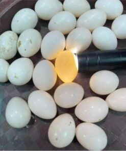 Rainbow Lorikeet  Eggs