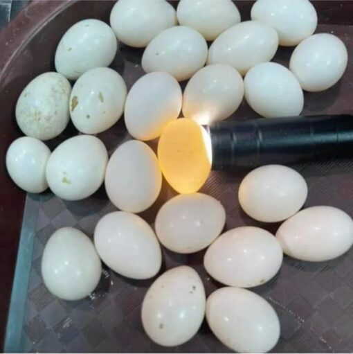 "Close-up view of Rainbow Lorikeet eggs in a nest, showcasing their smooth white shells, ideal for bird enthusiasts and breeders interested in exotic parrot species. Perfect for SEO targeting Rainbow Lorikeet eggs, parrot breeding, and exotic bird care."
