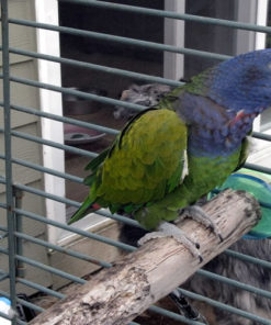 Pionus Parrots