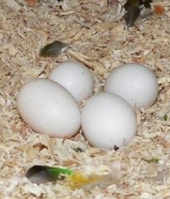 Pionus Parrot Eggs