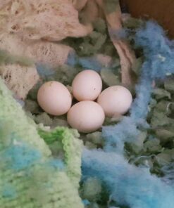 Rose breasted/galah cockatoo parrot  eggs for sale