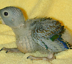 Baby Bronze-winged Parrot For Sale