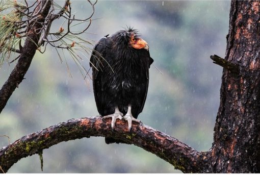 California condor (Gymnogyps californianus) - Image 5