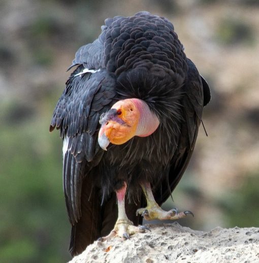 California condor (Gymnogyps californianus) - Image 2